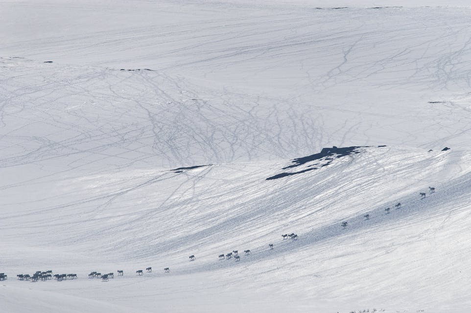 Forskar oppfordrar til å vise omsyn til villreinen i påskefjellet. Foto: Olav Strand / NINA