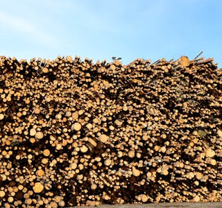 Tømmerprisen har auka 95 kroner på eitt år. Snittprisen per kubikkmeter tømmer var i første kvartal 619 kroner per kubikkmeter. Foto: Vidar Ruud / NTB / NPK