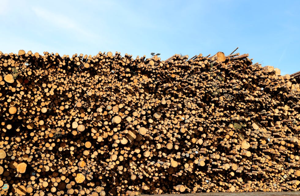 Tømmerprisen har auka 95 kroner på eitt år. Snittprisen per kubikkmeter tømmer var i første kvartal 619 kroner per kubikkmeter. Foto: Vidar Ruud / NTB / NPK