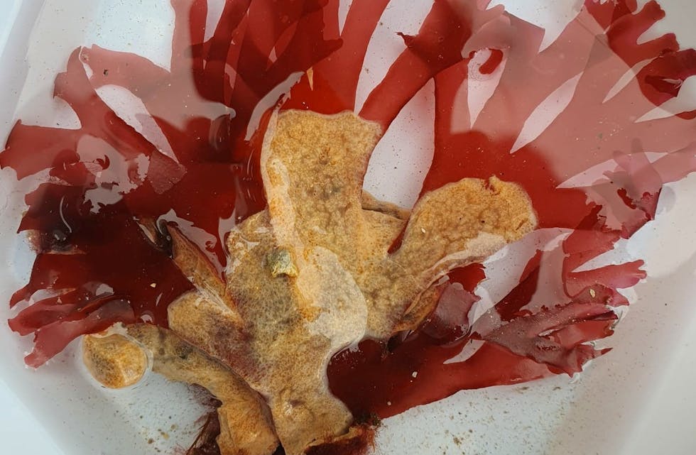 Hamnespy spreier seg raskt og tek over leveområda til andre artar. Her er ein raudalge som er angripen av hamnespy. Foto: Vivian Husa/Havforskingsinstituttet / NTB / NPK