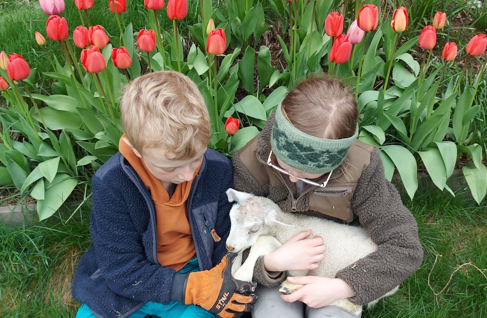 Ågot og Jan Malvin med eit av mange påskealelam på Rossabø i Skjold. Foto: Elisabeth Byrkja