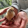Arbeiderane sin fridag – lønn og likelønn