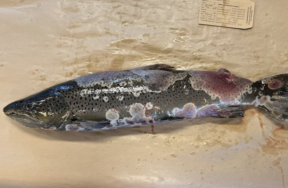 Biletet viser ein sjøaure med saprolegniose. Foto: Åse Helen Garseth/ Veterinærinstituttet